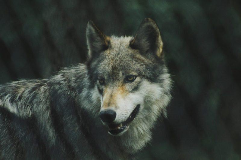 Một hình ảnh rất thú vị của một con sói
