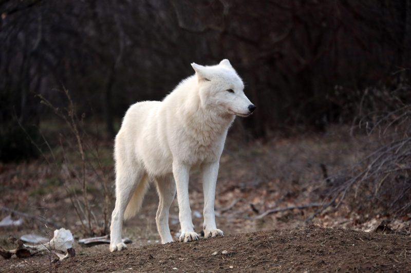 một hình ảnh của một con sói trong rừng