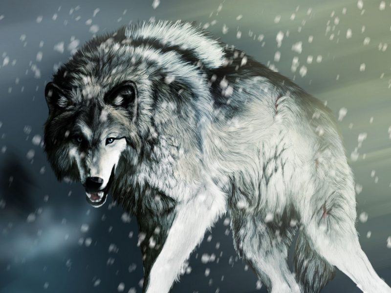 Ảnh về một con sói khổng lồ đứng trong đống tuyết