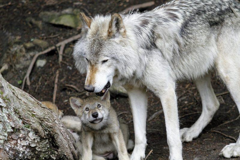 hình ảnh sói mẹ và đàn con