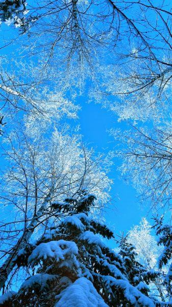 Hình ảnh mùa đông đẹp dưới tán cây