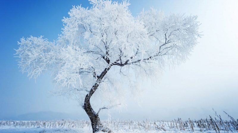 Hình ảnh mùa đông đẹp