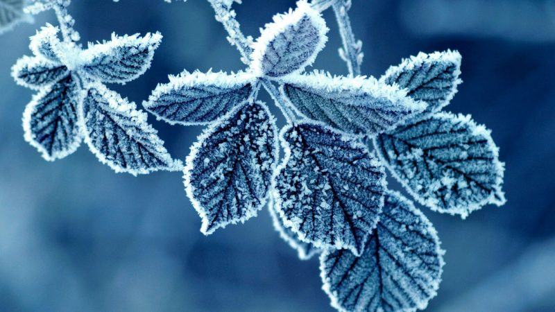 Một bức tranh mùa đông tuyệt đẹp với những chiếc lá đóng băng