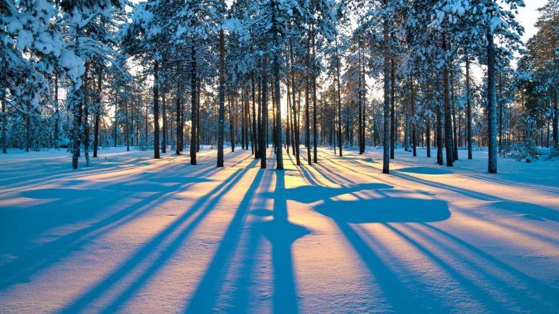 Một bức tranh rừng mùa đông đẹp