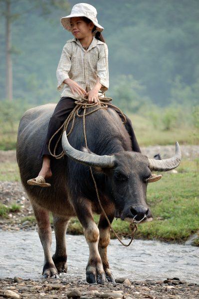 Hình ảnh thiên nhiên Việt Nam giản dị mà đẹp