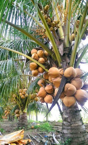 Hình ảnh cây dừa xiêm Bến Tre