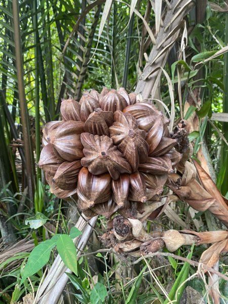 Hình ảnh cây dừa nước