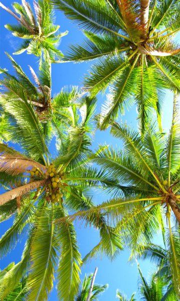 Hình ảnh cây dừa rất đẹp