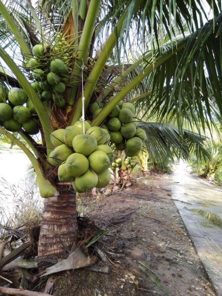 Hình ảnh cây dừa
