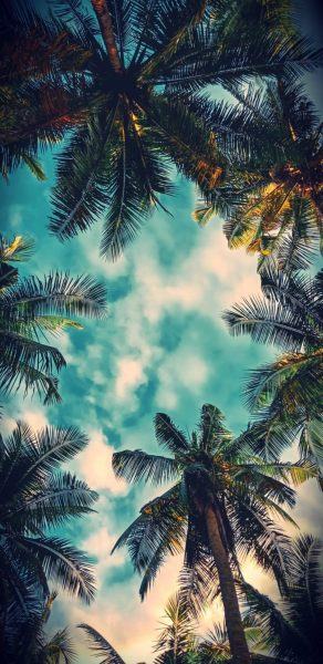 hình ảnh cây dừa và bầu trời xanh