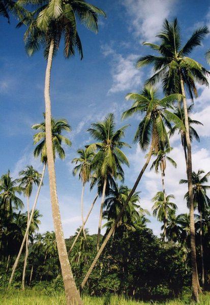 hình ảnh đẹp về cây dừa và bầu trời xanh