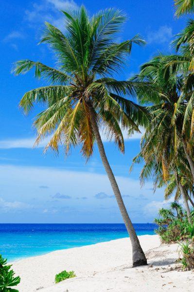 hình ảnh cây dừa và biển xanh