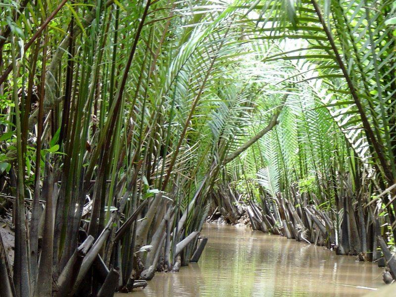 hình ảnh cây dừa nước trong rừng ngập mặn