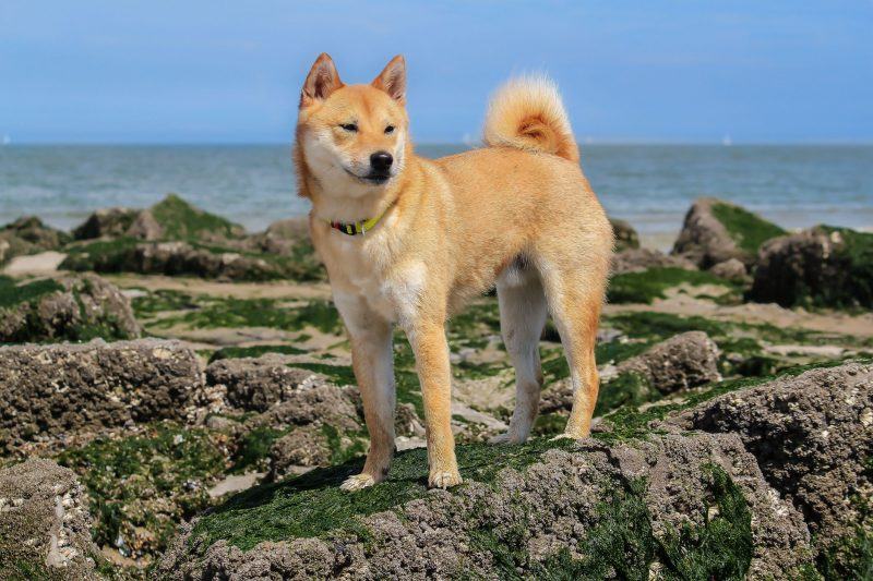 Hình đại diện chó shiba dễ thương