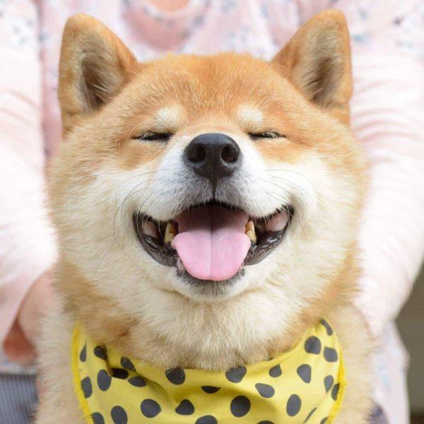 Hình nền chú chó Shiba ngớ ngẩn