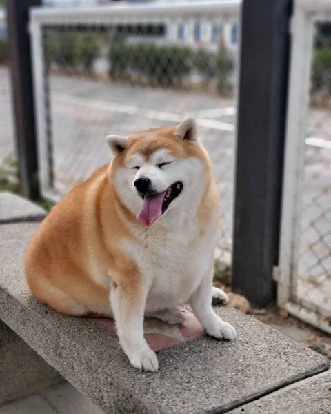 Hình ảnh chó Shiba