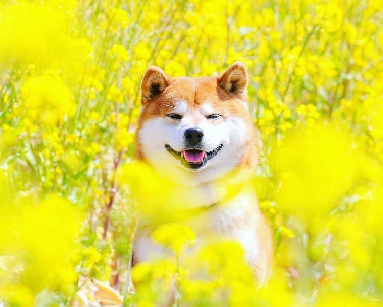 Hình ảnh dễ thương của chó Shiba