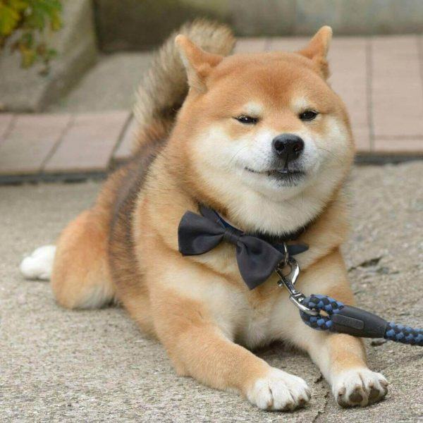 Hình ảnh chú chó Shiba mặt ngộ nghĩnh Hình ảnh chú chó Shiba