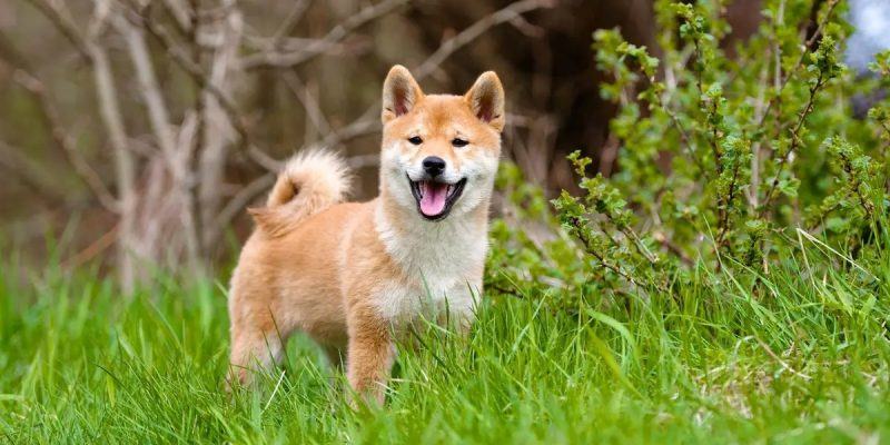 Ảnh chó Shiba Ảnh chó Shiba trong vườn