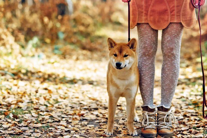 Ảnh chó Shiba Ảnh chó Shiba đi dạo