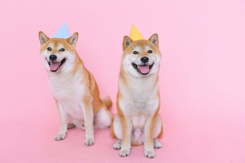 hình ảnh chó Shiba đội mũ