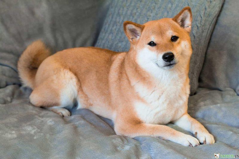 hình ảnh chó shiba dễ thương