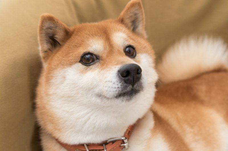 hình ảnh chó shiba dễ thương