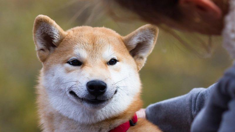 Ảnh chó Shiba Ảnh chó Shiba đang cười