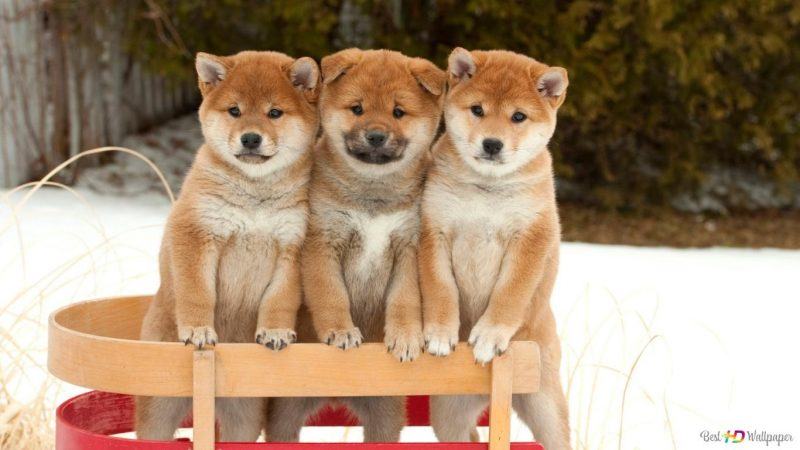 Hình ảnh chó Shiba 3 Hình ảnh chó Shiba