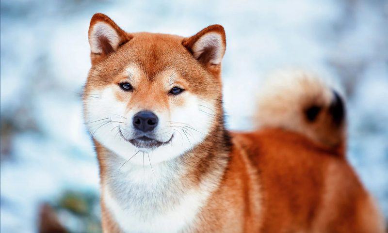 ảnh chó shiba mùa đông