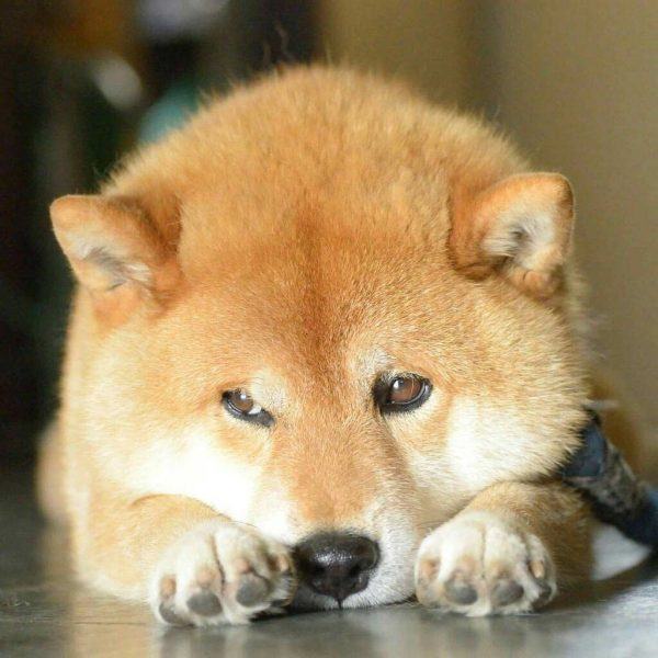 ảnh chó shiba suy nghĩ ảnh chó shiba