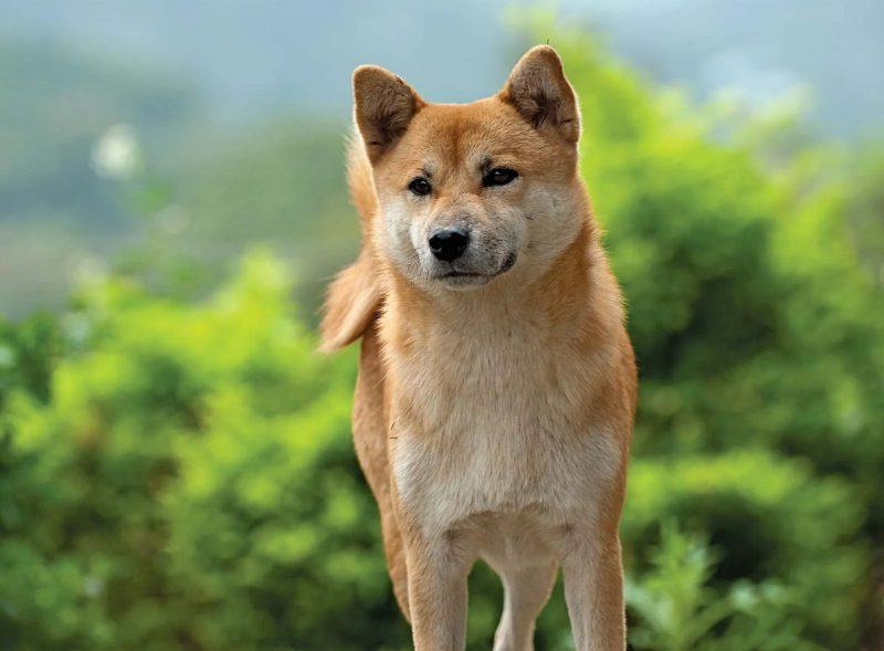 ảnh chó shiba mạnh mẽ ảnh chó shiba