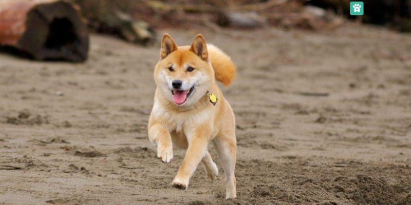 Ảnh chó Shiba Ảnh chó Shiba trên cát