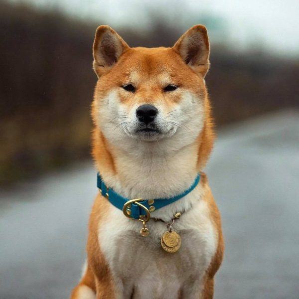 ảnh chó shiba mắt đen