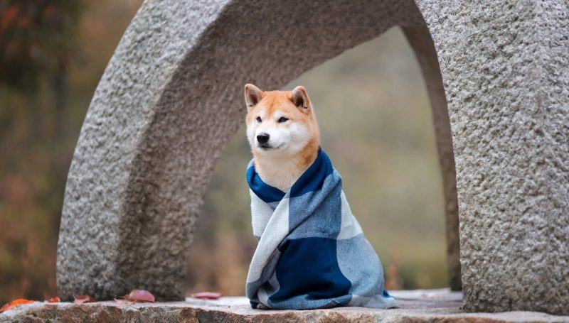 hình ảnh chó shiba quàng khăn