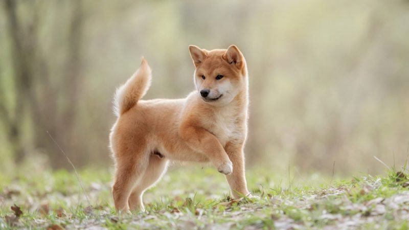 Hình ảnh chó Shiba chơi đùa