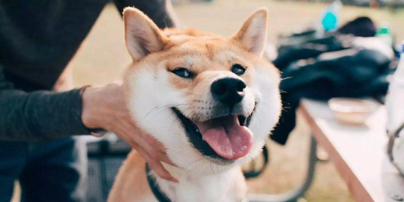 hình ảnh chú chó Shiba ngộ nghĩnh