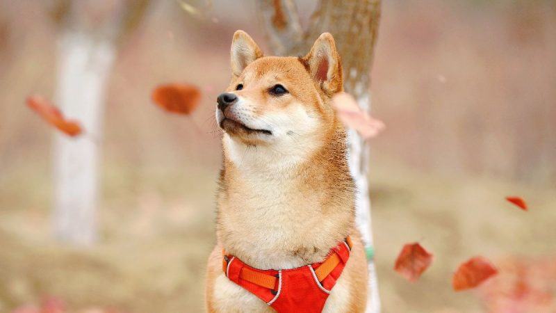 Ảnh chó Shiba mùa thu