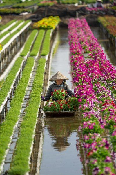 Hình ảnh Làng hoa Sa Đéc, nông dân thu hoạch hoa