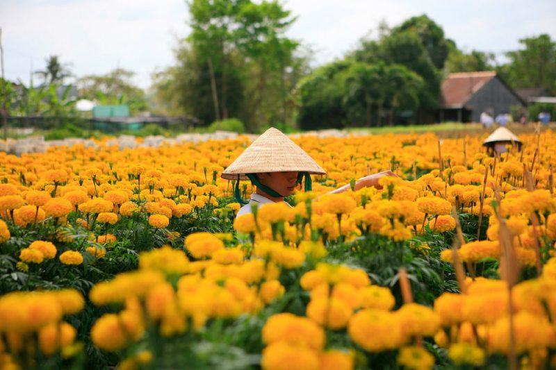 Hình ảnh làng hoa Sa Đéc với sắc vàng rực rỡ