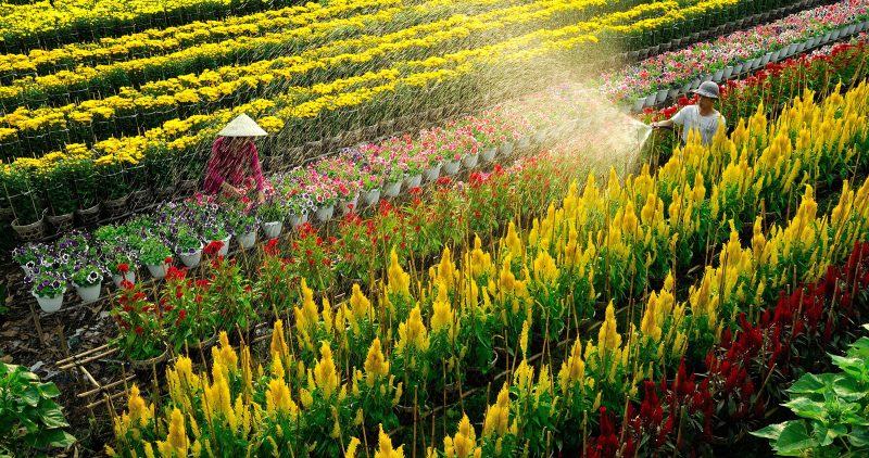 Hình ảnh làng hoa Sa Đéc và người trồng hoa