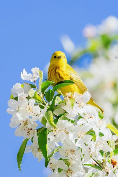Hình nền mùa xuân với chú chim xinh đẹp trên cành cây