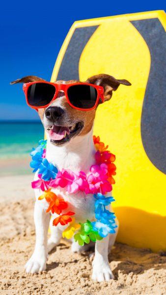 Một bức ảnh mùa hè của một con chó bãi biển