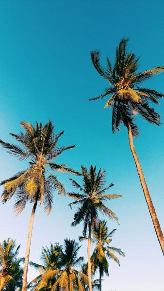 chụp ảnh mùa hè với cây dừa