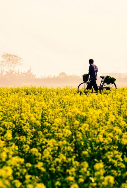 Hình ảnh làng quê Việt Nam thanh bình