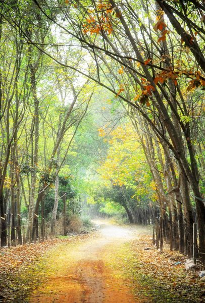 Hình ảnh làng quê Việt Nam