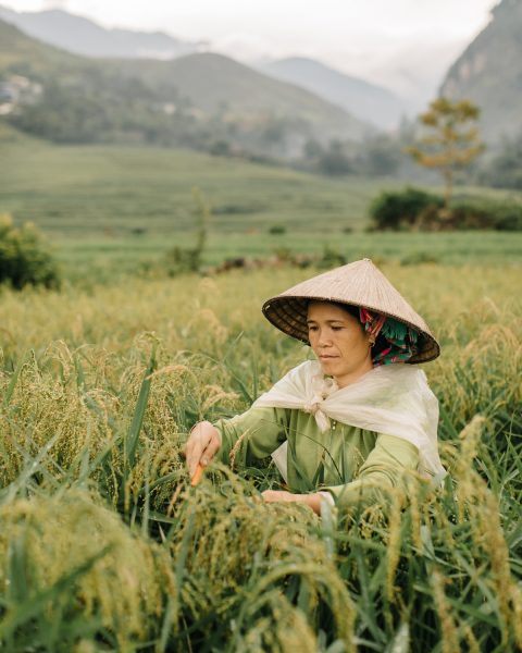 Hình ảnh làng quê Việt Nam gặt lúa