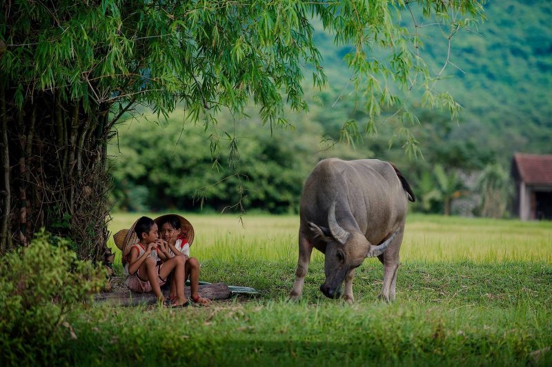 Bức tranh làng quê Việt Nam chú bé chăn trâu