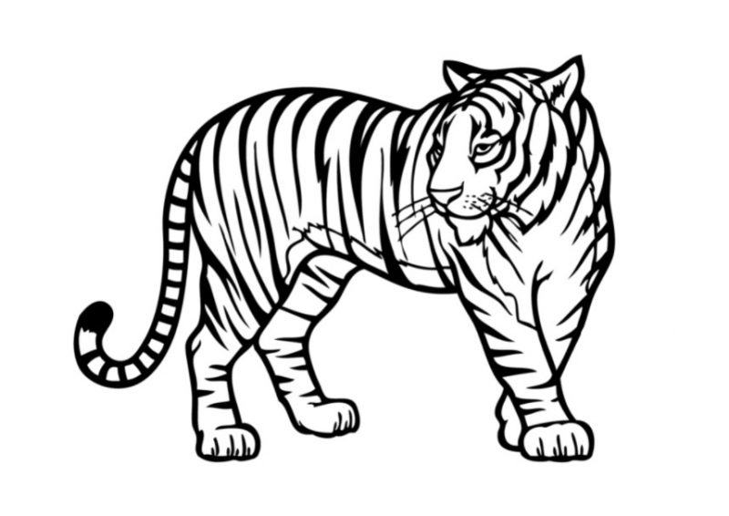 Một bức tranh đẹp về con hổ