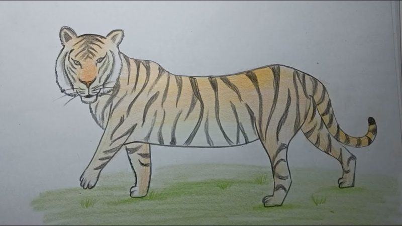 Làm thế nào để vẽ một con hổ 3D